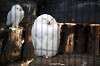 ueno_zoo_5806_mini.jpg