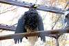 ueno_zoo_5810_mini.jpg