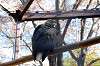 ueno_zoo_5811_mini.jpg