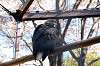 ueno_zoo_5812_mini.jpg