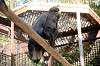 ueno_zoo_5813_mini.jpg