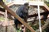 ueno_zoo_5815_mini.jpg