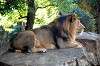 ueno_zoo_5819_mini.jpg