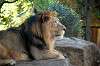 ueno_zoo_5821_mini.jpg