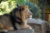 ueno_zoo_5822_mini.jpg
