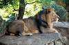 ueno_zoo_5823_mini.jpg