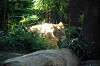 ueno_zoo_5824_mini.jpg