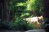 ueno_zoo_5826_mini.jpg
