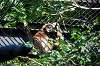 ueno_zoo_5829_mini.jpg