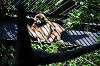ueno_zoo_5836_mini.jpg