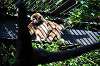 ueno_zoo_5837_mini.jpg