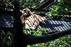 ueno_zoo_5838_mini.jpg