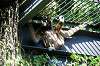 ueno_zoo_5839_mini.jpg