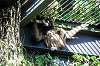 ueno_zoo_5840_mini.jpg