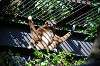ueno_zoo_5841_mini.jpg