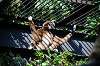 ueno_zoo_5843_mini.jpg
