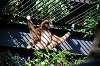 ueno_zoo_5844_mini.jpg