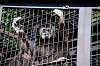 ueno_zoo_5845_mini.jpg