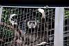 ueno_zoo_5846_mini.jpg