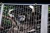 ueno_zoo_5847_mini.jpg
