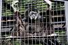 ueno_zoo_5848_mini.jpg