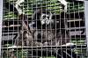 ueno_zoo_5849_mini.jpg