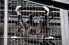ueno_zoo_5850_mini.jpg