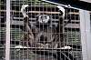 ueno_zoo_5852_mini.jpg