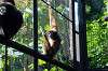 ueno_zoo_5855_mini.jpg