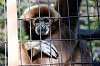 ueno_zoo_5856_mini.jpg