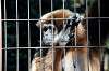 ueno_zoo_5857_mini.jpg