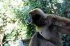 ueno_zoo_5858_mini.jpg