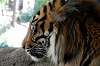 ueno_zoo_5860_mini.jpg