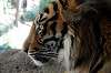 ueno_zoo_5861_mini.jpg