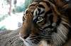 ueno_zoo_5862_mini.jpg