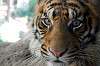 ueno_zoo_5863_mini.jpg