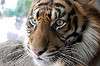 ueno_zoo_5864_mini.jpg