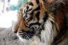 ueno_zoo_5866_mini.jpg