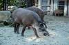 ueno_zoo_5867_mini.jpg