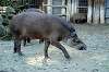 ueno_zoo_5868_mini.jpg