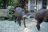 ueno_zoo_5869_mini.jpg