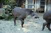 ueno_zoo_5870_mini.jpg