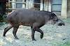ueno_zoo_5871_mini.jpg