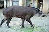 ueno_zoo_5872_mini.jpg