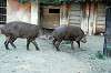 ueno_zoo_5873_mini.jpg