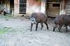 ueno_zoo_5875_mini.jpg