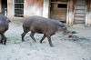ueno_zoo_5877_mini.jpg