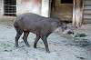 ueno_zoo_5879_mini.jpg