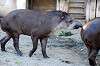 ueno_zoo_5880_mini.jpg