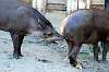 ueno_zoo_5882_mini.jpg
